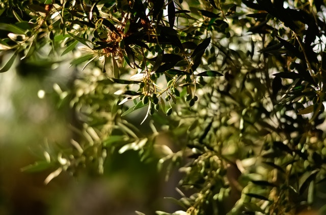 Featured image for “Like an olive tree”