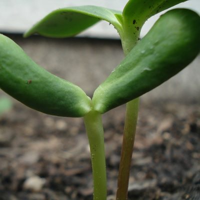 Featured image for “The Seed Taking Root”