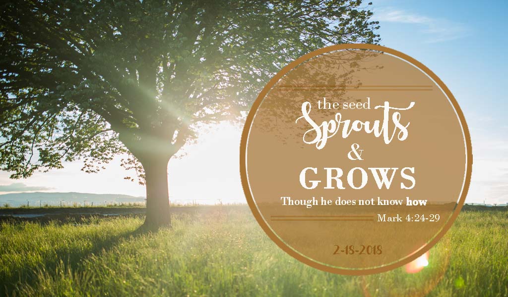 tree seed grows united faith
