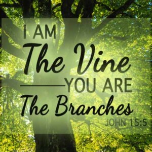 Stay connected to the vine