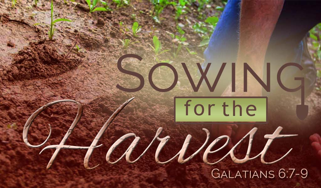 Featured image for “Sowing For the Harvest”